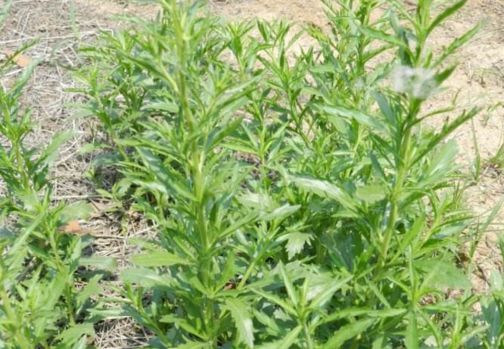 獨(dú)行菜的圖片