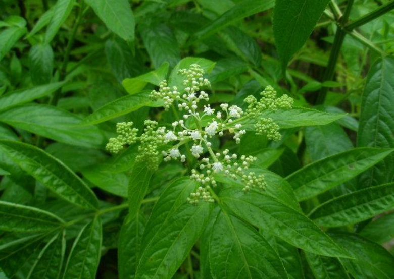 蒴藋的營養(yǎng)功效及其藥理作用研究！