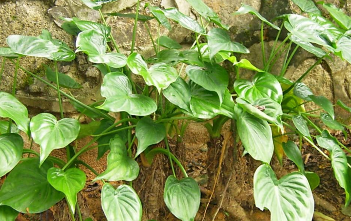 中藥卜芥的功效與應(yīng)用及其注意事項!