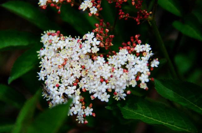 中藥材血滿草與吐血草的差異性比較！