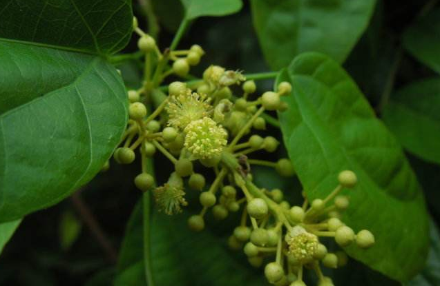 中成藥中，有哪些是用到中藥酸藤果的？