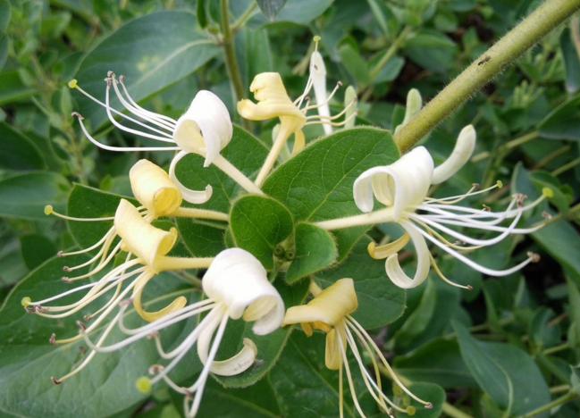 火鍋吃多了上火怎么辦？巧食金銀花幫助去火