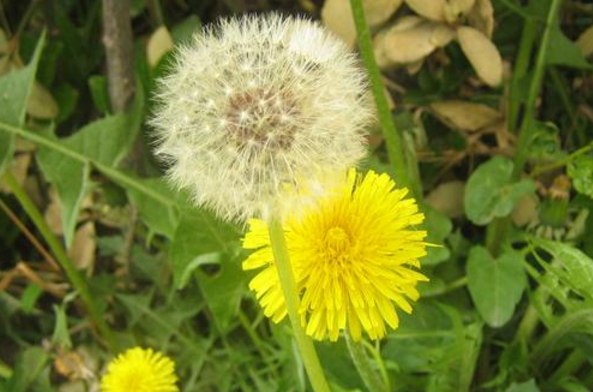 沒想到從小吹到大的蒲公英竟是春季最好的“排毒草”！