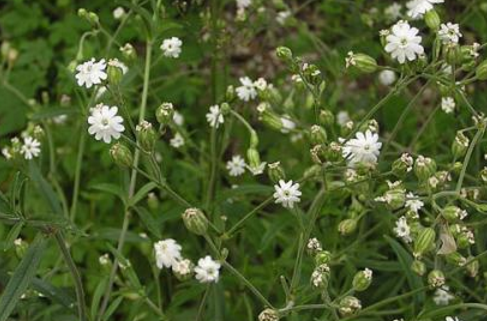 女婁菜生境分布及其原植物形態(tài)！