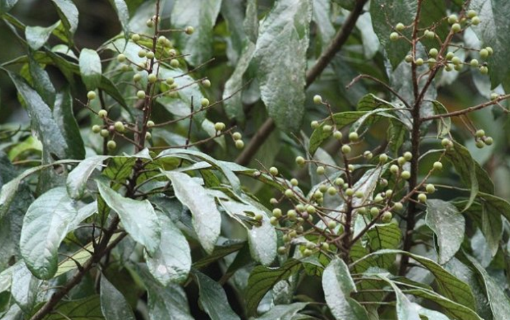 中藥材筆羅子的名家論述匯總！