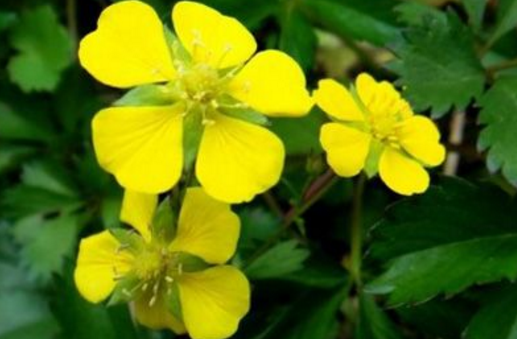 中藥五爪風的圖片特征