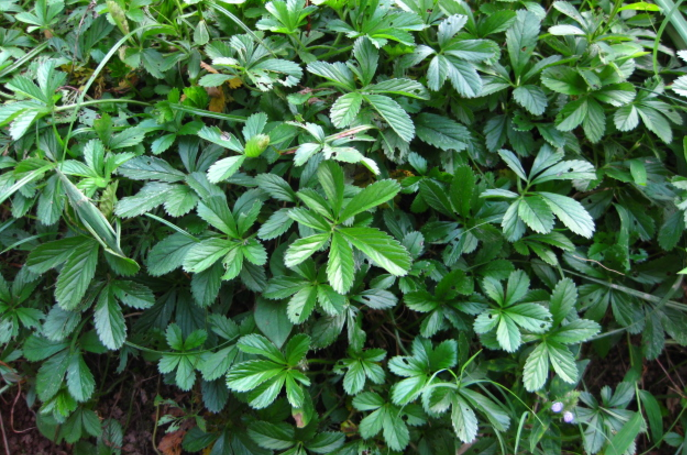 中藥五爪風的植物形態(tài)