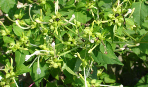 茉莉根麻醉有多厲害？中藥茉莉根麻醉的優(yōu)點(diǎn)