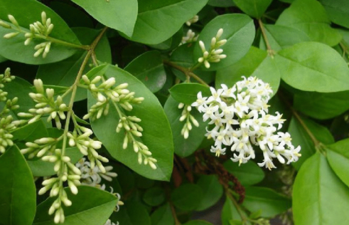 你知道女貞葉的功效有哪些？女貞葉治療燒傷的臨床應(yīng)用