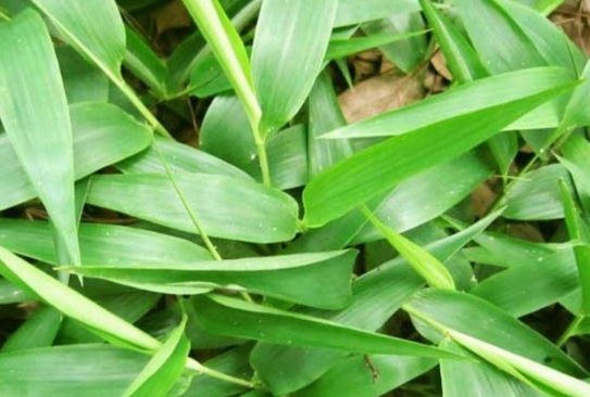 碎骨子的生長(zhǎng)環(huán)境及其分布