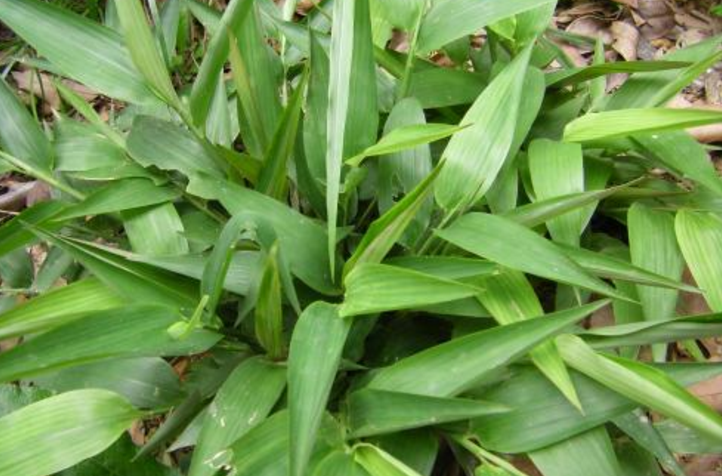 揭秘：古裝劇里的墮胎神藥碎骨子竟是用來(lái)騙人的把戲！