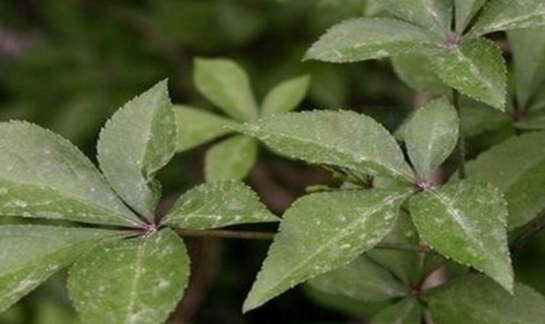 老中醫(yī)精選關于五爪風的最實用的五爪風偏方集錦！