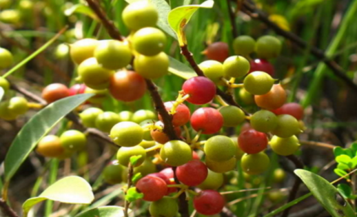 酸藤果治療牙齦出血有奇效，你對(duì)酸藤果的功效了解多少呢？