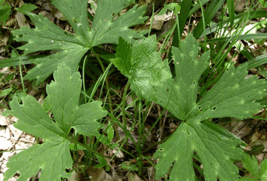 雪山一支蒿的藥材性狀