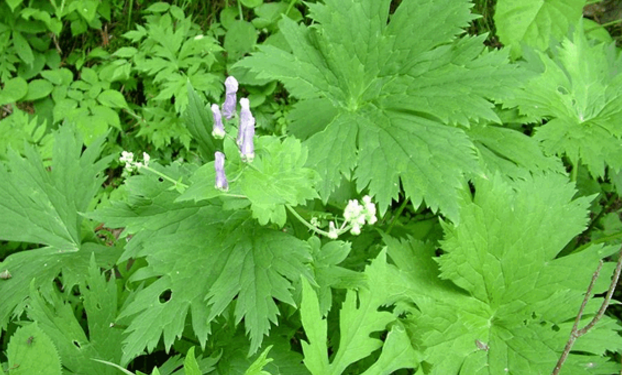 雪山一支蒿的生長(zhǎng)環(huán)境及其分布