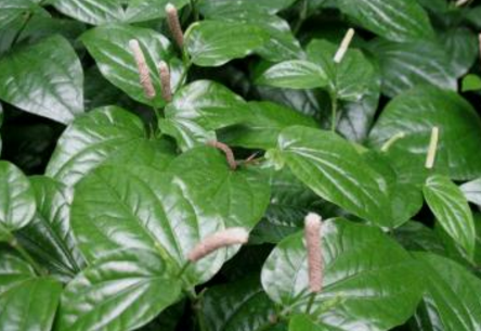 蓽撥的生長(zhǎng)環(huán)境