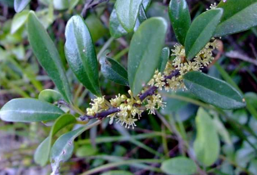 中藥酸藤果與網(wǎng)脈酸藤子的差異性比較！