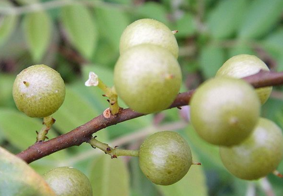中藥酸藤果與網(wǎng)脈酸藤子的差異性比較！