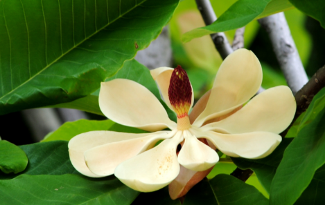 白術(shù)藿香湯的圖片！