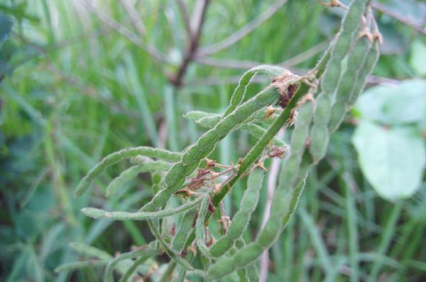 中草藥餓螞蝗的功效