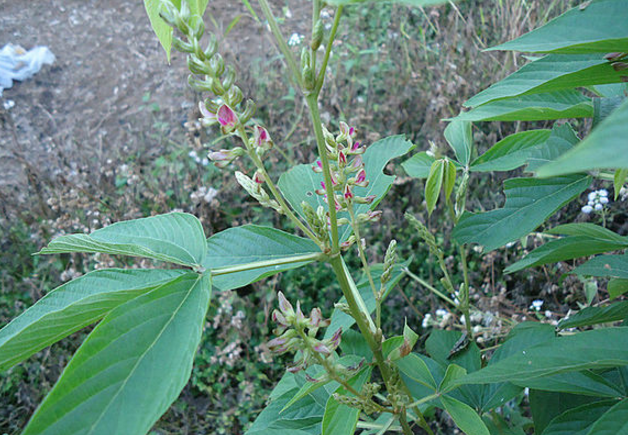 餓螞蝗的藥理作用研究
