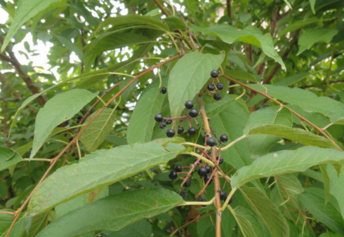 暴馬子的生長環(huán)境