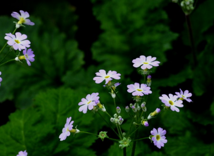 報(bào)春花的生長(zhǎng)環(huán)境