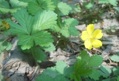 中藥五爪風的功效與作用