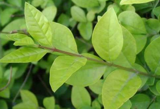 女貞葉的藥用價值
