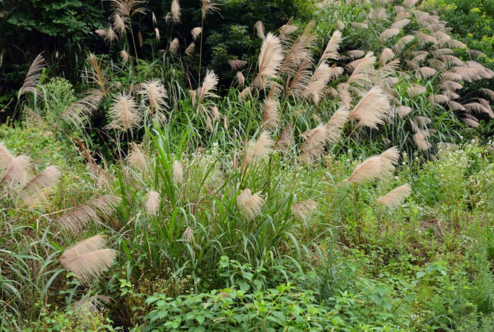 斑茅的圖片