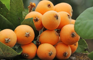 中藥方劑白扁豆散的用法用量及白術(shù)散的功效與運(yùn)用！