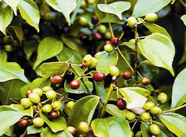 中藥蒲公英治療前列腺炎