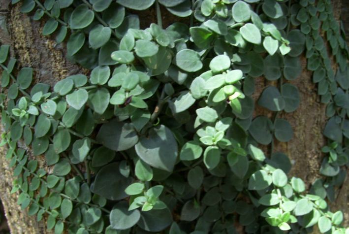 中藥穿根藤的圖片形態(tài)