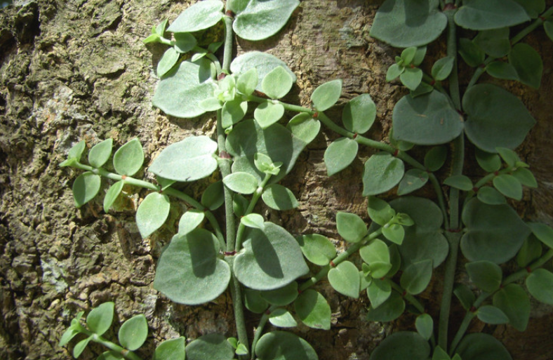 中藥穿根藤的功效與作用有哪些