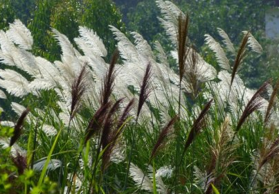 白茅花的生長(zhǎng)環(huán)境