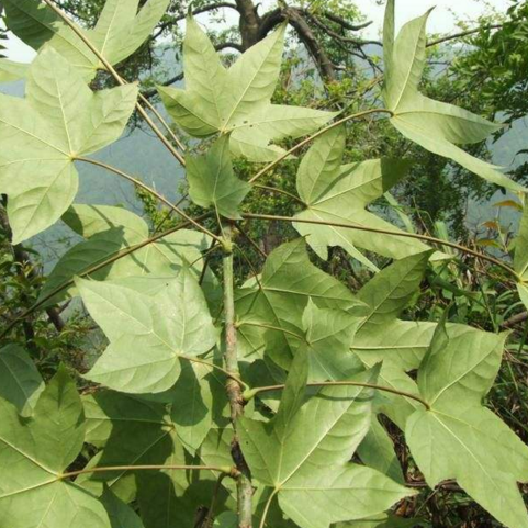 中藥川桐皮的藥材性狀及