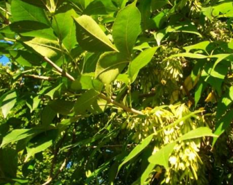 白蠟樹皮的功效