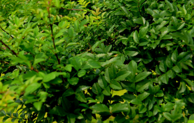 對節(jié)葉的用法