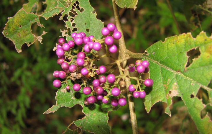 對(duì)節(jié)樹(shù)根的圖片