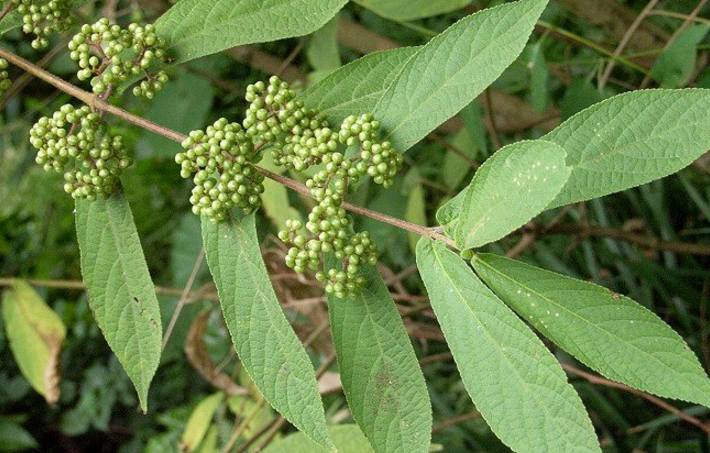 對(duì)節(jié)樹(shù)根的功效與作用