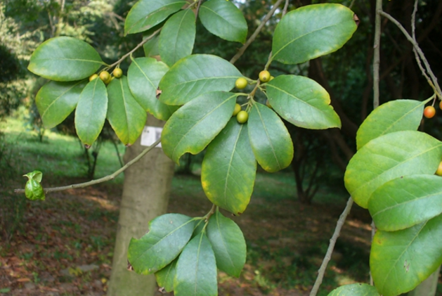 中藥冬青皮的圖片