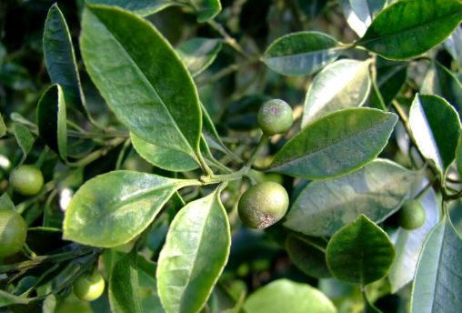 冬青皮的植物形態(tài)