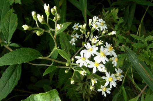 中藥東風(fēng)菜根的圖片