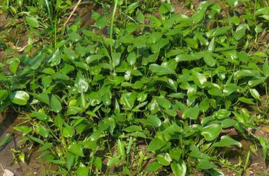 東風(fēng)菜根的附方應(yīng)用