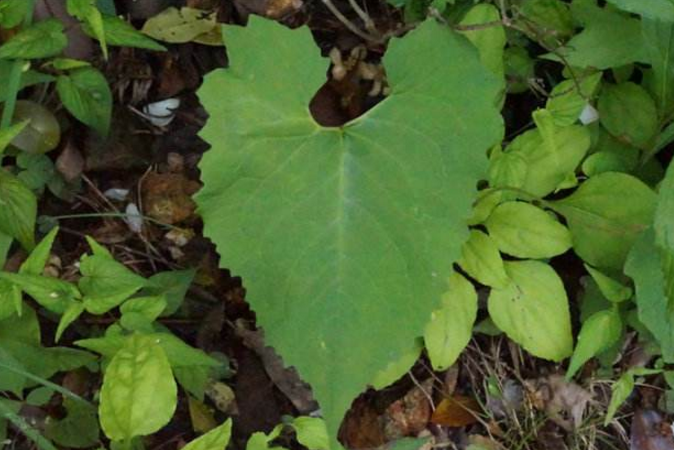 東風(fēng)菜根的功效與作用