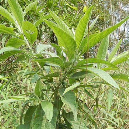 中藥艾納香根的圖片形態(tài)