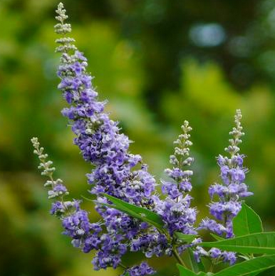 中藥牡荊瀝的藥材性狀及