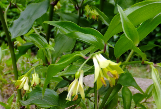 竹葉參的根部形狀