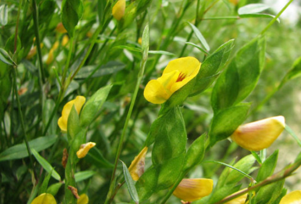 丁癸草的藥材性狀