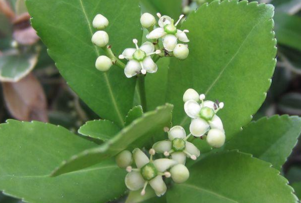 調(diào)經(jīng)草的植物形態(tài)